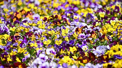 Beautiful multi-colored violets. Flowerbed in the garden. Spring bloom.
