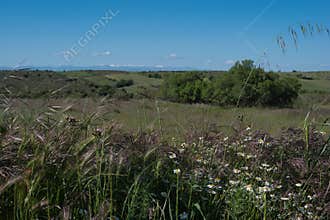 Vast green landscape with wildflowers under clear blue sky in rural area during late spring afternoon