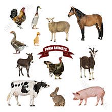Poster of farm animals including a horse, cow, pig, sheep, goat, goose, rooster, hen, duck, and rabbit