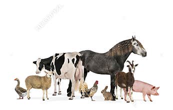 Large group of many farm animals standing together, isolated