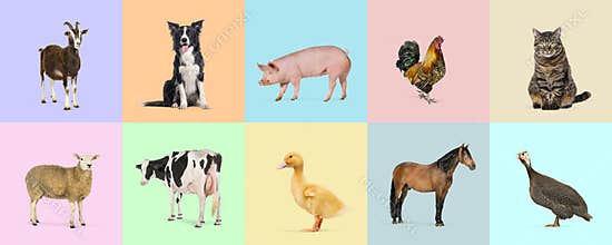 Farm animals posing on colorful backgrounds, goat, dog, pig, rooster, cat, sheep, cow, duck, horse, and guineafowl