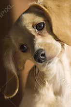 Cute dog