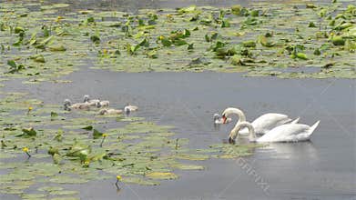 Mute swan with chicks. Cygnus olor. Spring