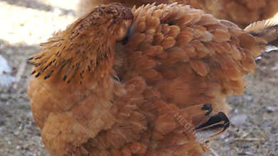 Chicken Cleans Itself