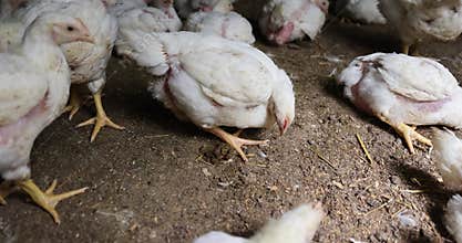 white chickens partially without plumage at a poultry farm
