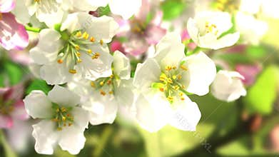 4k blossoming apple-tree
