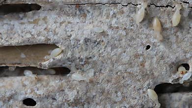 Macro of termites on a plank of wood.