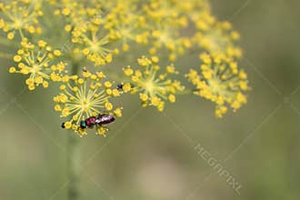 Macro Shot of Insect on Yellow Dill Flower