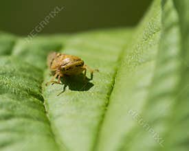 Small Bug on an Incredibly Textured Green Leaf