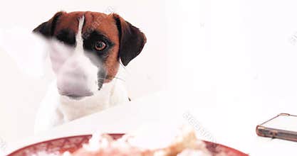 Jack Russell Terrier begging for food