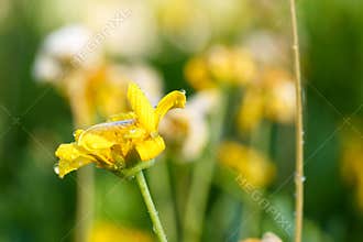 Beautiful yellow flowers bloom in a lush green garden during daylight hours