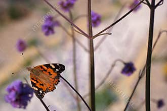 Butterfly resting on purple flowers during a sunny day in a garden in springtime