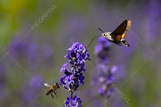 Dance of Spring
