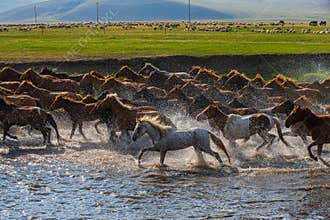 The scene of horses galloping across the river in spring.