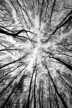 Forest trees after fire
