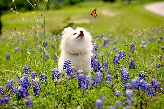 Dog in a bluebonnet field