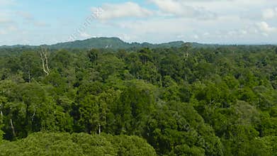 Tropical forest on the island of Borneo. Malaysia