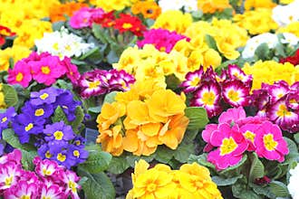 Blooming Petunias, spring in the flower market,Holland