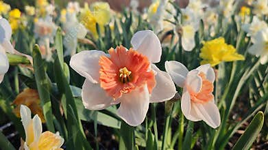 Blooming flower daffodil variety Riot drops of morning dew on petals