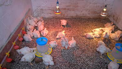 Broiler chicks in the poultry house are feeding under lamps and drinking water, you can see the flooring of sunflower