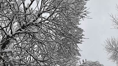 Late April storm covers trees in snow, showcasing climate change effects