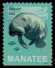 USA Forever stamp (2024): Manatee in water with fish. Marine wildlife conservation.