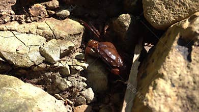 river crab climbs rocks with its claws