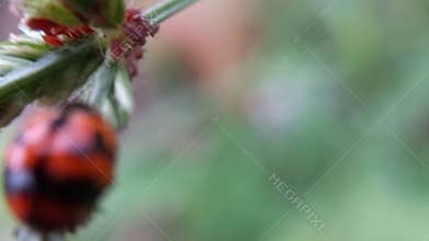 Hemiptera or ladybugs protecting their young from ant attacks at summer