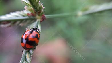 Hemiptera or ladybugs protecting their young from ant attacks at summer