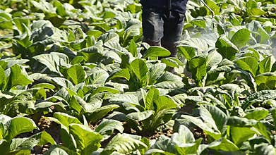 Tobacco farm and farmer spray apply fertilizer