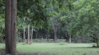 Tropical view green trees waving and fluttering in the wind.