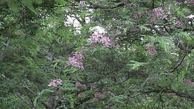 Green leaves waving and fluttering in the wind.