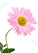 Chrysanthemums on white