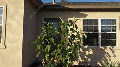 Sun Drenched Beige Stucco Exterior Wall with Shadows from Foliage and Window Blinds on a Bright Morning. Architectural Detail
