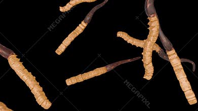 A 3d animation of cordyceps.