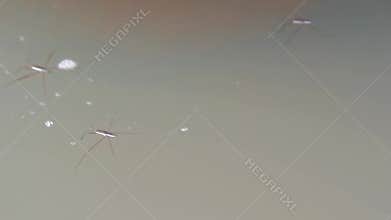 Gerridae (water striders, water skeeters, water scooters, water bugs, pond skaters, water skippers) on river