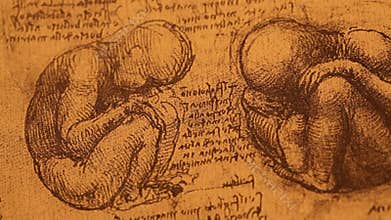 AnatomyÂ art