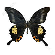 Beautiful Black and white butterfly