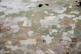Bark
