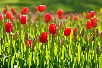 Spring tulips growing