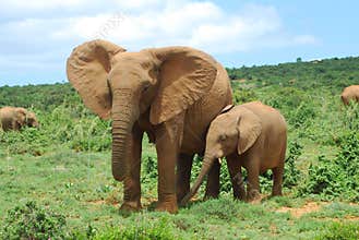 Elephants