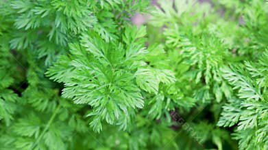 Carrots in vegetable garden in Poland