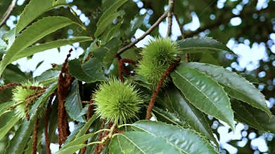 Thorny green fruits of the sweet chestnut tree in summer.