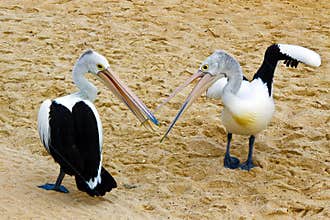Australian Pelican fight