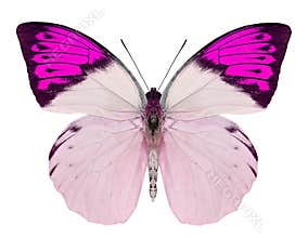 Beautiful butterfly isolated on white