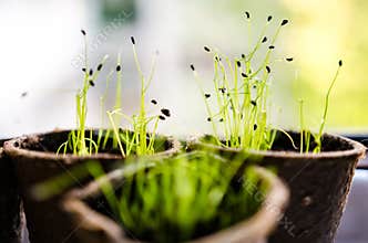Chives sprouts