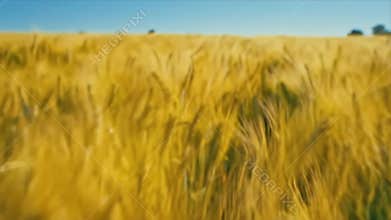 Dynamic POV Journey Through Vast Golden Wheat Field with Motion Blur Under Clear Blue Sky