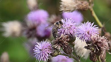 Bee enjoying the summer nectar