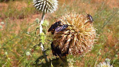 Scolia hirta, medium-sized wild wasp collecting nectar on flowers in the garden