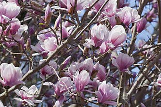 Magnolia Bursts into Bloom